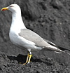 juvenile LBBG in October, ringed in Norway. (131273 bytes)